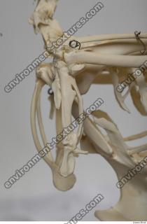 Photo Textures of Hen Skeleton